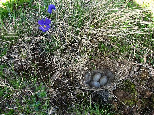 ������ �������� ���������